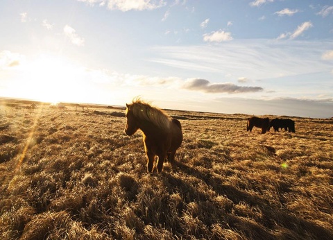 City Break 3 nuits - Printemps Islandais - 15