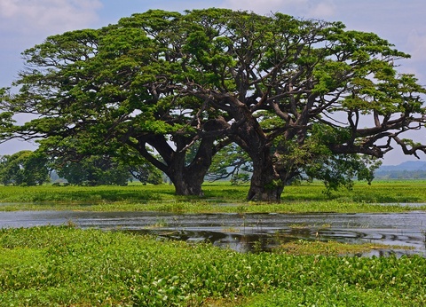 Circuit Evasion au Sri Lanka - 28