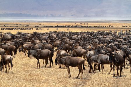 Circuit Merveilles du Kenya Mara - 4