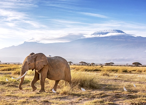 Hôtel Leopard Beach Resort 5* + Safari 2 nuits - 16