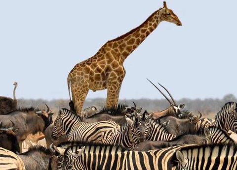 Camping La Grange Neuve, 3* - 22