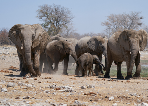 Circuit Namibie : Les plus vieux déserts du Monde **Version 2026** - 2