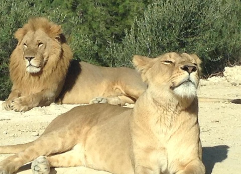 Camping La Grange Neuve, 3* - 51