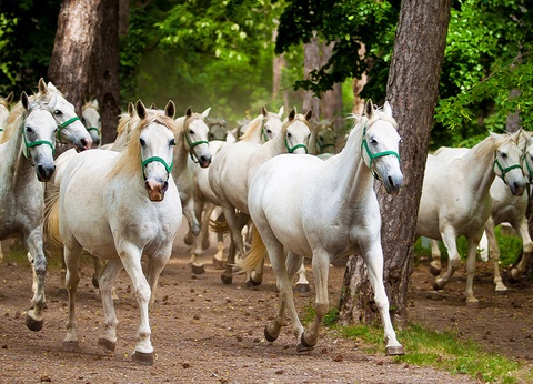 Circuit La Slovénie (au départ du Sud de la France) - 6