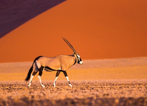 Périple au coeur des terres africaines, Namibie, Botswana, Zimbabwe - 7