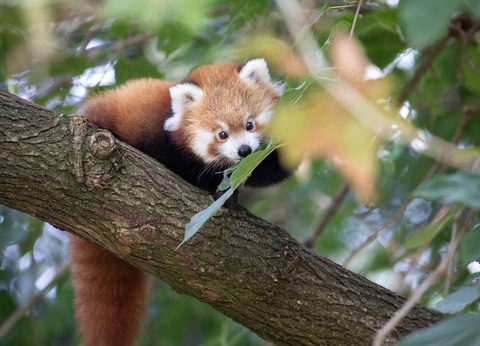 A la découverte du Zoo de Beauval - 3* - 26