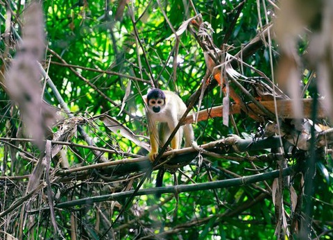 Circuit Explorations du Pérou et Séjour Amazonie - Spécial Fête « Inti Raymi » - 19