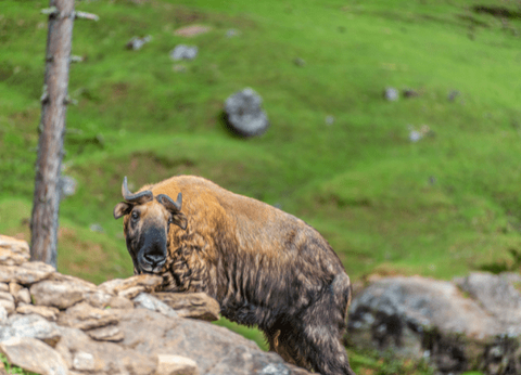 Circuit Sur la route du Taj Mahal au Bhoutan - 27