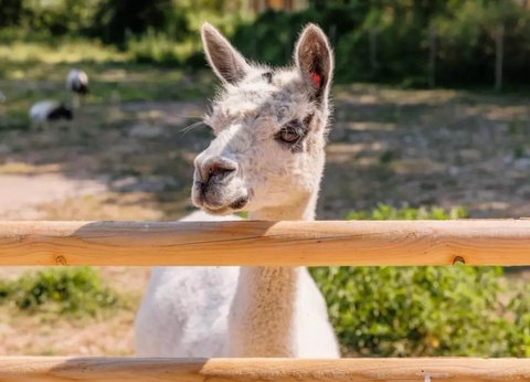 Camping maeva Escapades le Bois Joli, 4* - 7