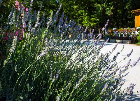 Camping Le Bois Des Ecureuils - 5