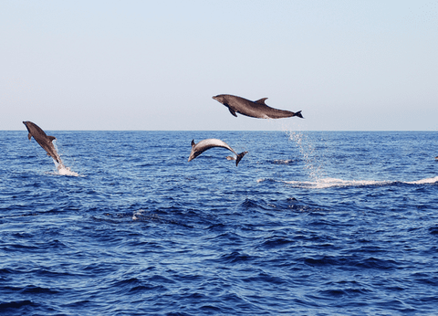 Circuit Equateur Authentique et Galapagos - 29