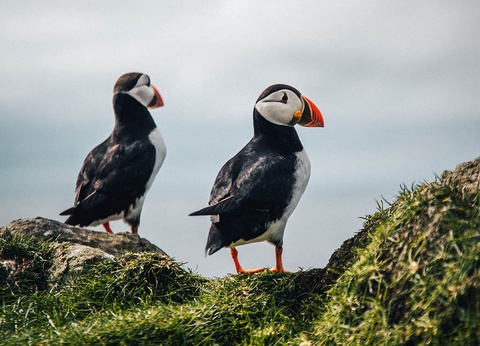 Circuit Tour des Îles Féroé - 2