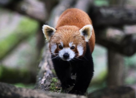 Camping Ty Nenez, 3* - 314