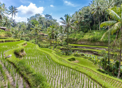 Circuit Lotus de Bali et Plage - 13