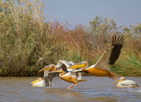 Combiné croisière et hôtel À Bord du Bou El Mogdad, au coeur du Sénégal authentique - 10