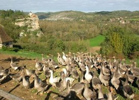 Camping Les Cigales 3* - 38