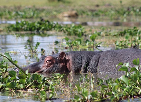 Circuit Entre safari et rencontres Maasaï - 7