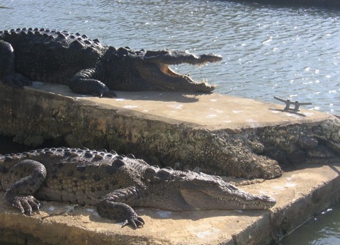 Autoutour Cool Running - 10