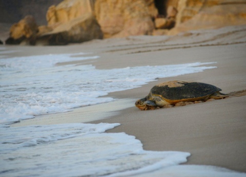 Circuit Parfums d'Oman en Luxe et Privatif - 7