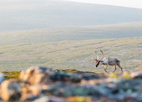 Circuit Vision Incontournable de Scandinavie - 30