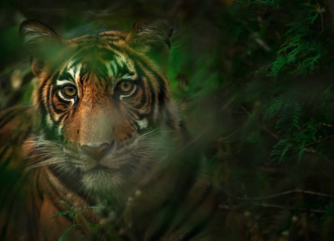 Circuit Terres de paix : voyage au rythme du Népal **** - 16