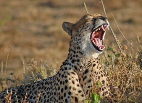 Circuit Safaris de Légende - 18
