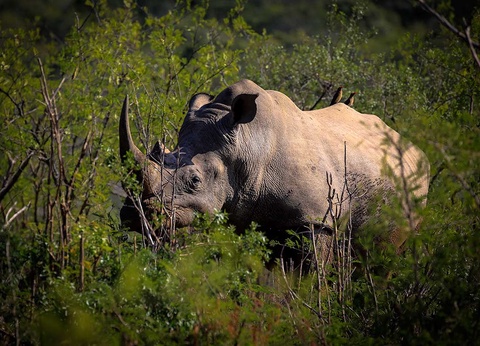 Circuit Cap sur l'Afrique du Sud - 9