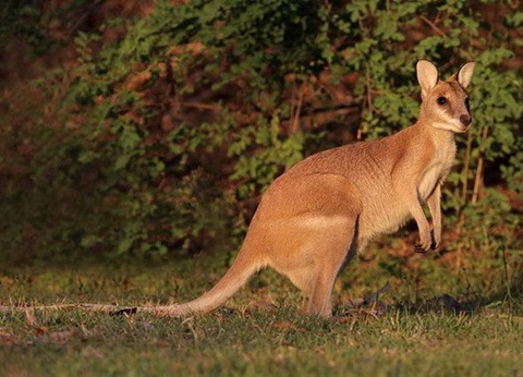 CIRCUIT MOSAIQUE AUSTRALIENNE - 8