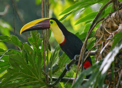 Road Trip Nature & Farniente au Costa Rica - 6