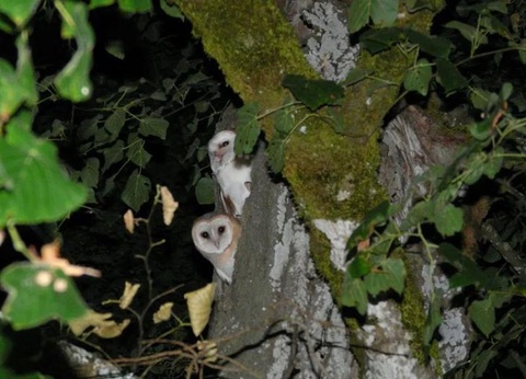 Camping Château de Lacomté, 4* - 31