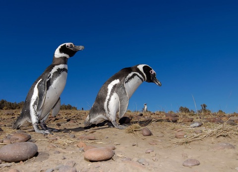Croisière en Patagonie et Terre de Feu - 10