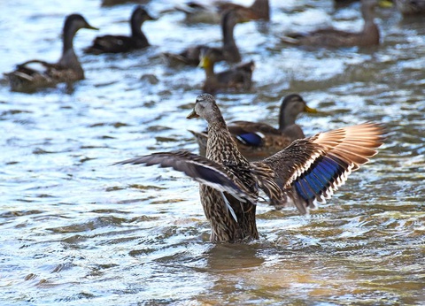 Camping Paradis du Viaduc, 4* - 22