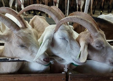 Camping Le Picouty, 3* - 41