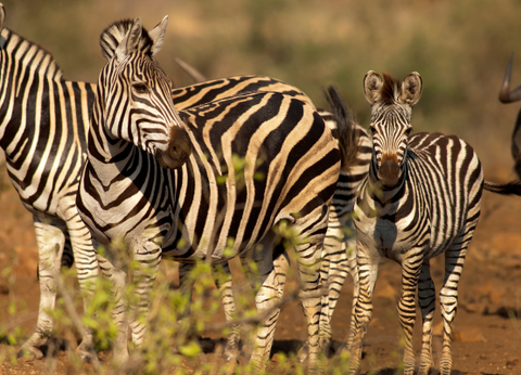 Circuit Du Parc Kruger au Cap de Bonne Espérance - 23