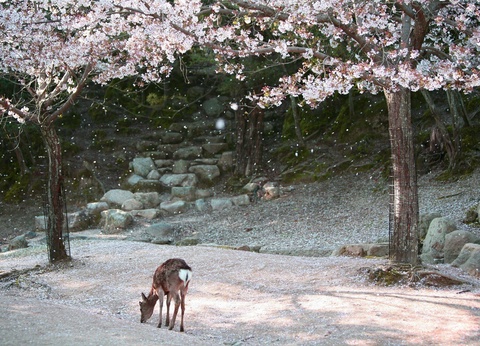 Circuit Individuel : Le Japon d'Est en Ouest 3* ou 4* - 15