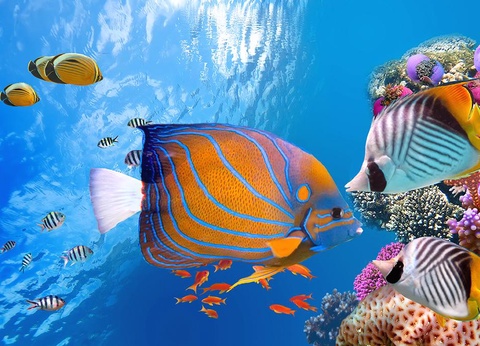 Hôtel Jaz Makadi Oasis Resort 4* - 15