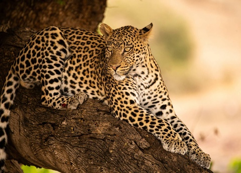 Circuit Légendes du Cap et de la savane + extension aux chutes Victoria **** - 2