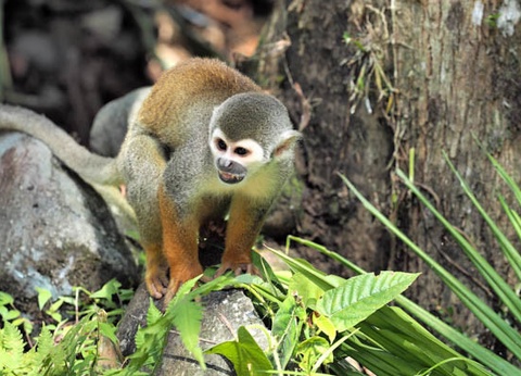 Circuit L'Équateur entre nature et authenticité + pré-tour Amazonie (maximum 16 participants) - 3