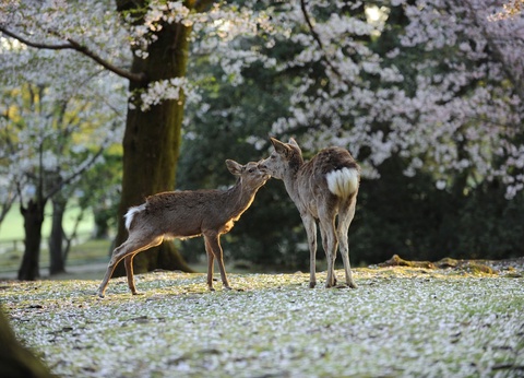 Circuit évènement - Exposition universelle à Osaka - 6