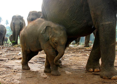 Circuit Au pays de l'or vert - 10