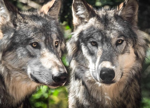 Camping les Templiers, 3* - 19