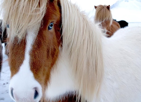 City Break 4 nuits - Aventures et aurores boréales by Ôvoyages - 14