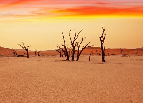 Circuit Namibie : Les plus vieux déserts du Monde **Version 2026** - 8