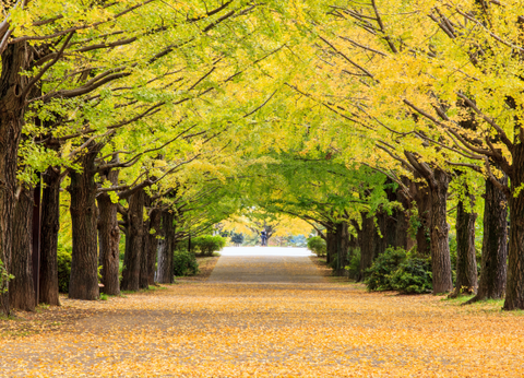 Circuit Mangas et Capitales, le Japon en Famille et en Liberté - 19