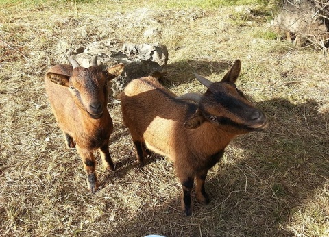 Camping Parc Saint Sauvayre, 3* - 5