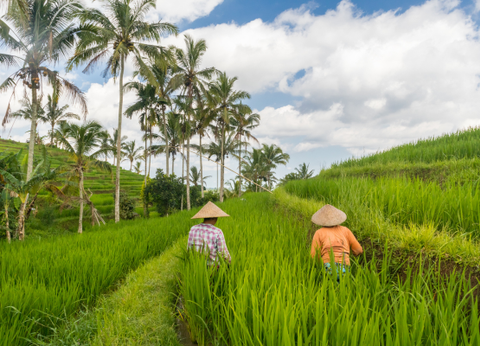 Circuit Essence de Bali - 18