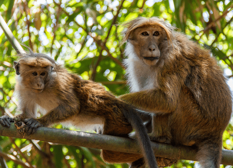 Circuit Dame Nature de Ceylan... for Women Only - 20