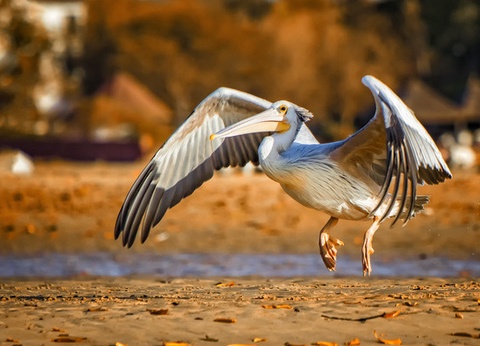 Circuit Beautés du Sénégal et balade avec les lions de Fathala en privatif - 6