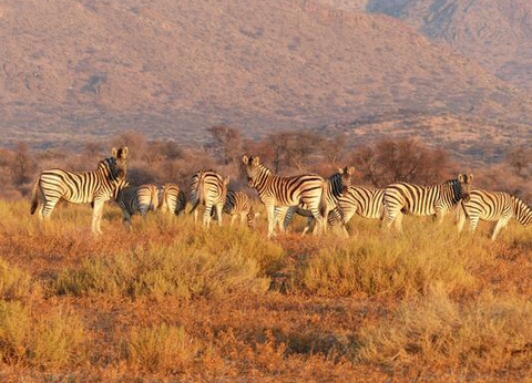 Circuit Du Royaume des Animaux aux Sables du Kalahari **Version 2026** - 10