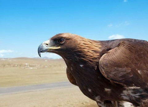 Mongolie, terre nomade + Gobi - 28